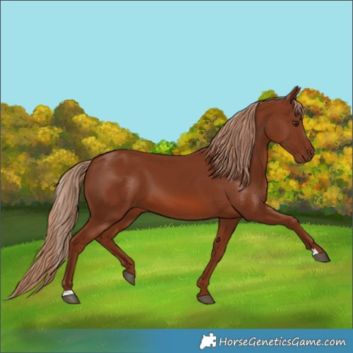 Horse Color:Chestnut 