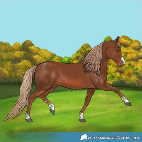 Horse Color:Chestnut 