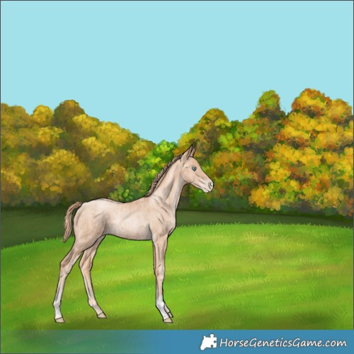 Horse Color:Gold Champagne Pearl Rabicano  and Gold Champagne Pearl Rabicano 