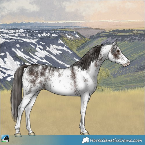 Horse Color:White Spotted Liver Chestnut Ice 