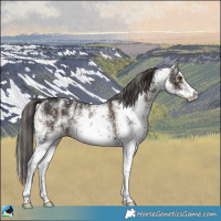 Horse Color:White Spotted Liver Chestnut Ice 