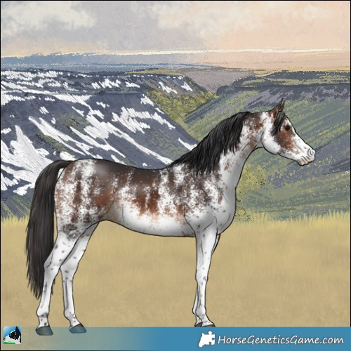 Horse Color:White Spotted Brown Rabicano 