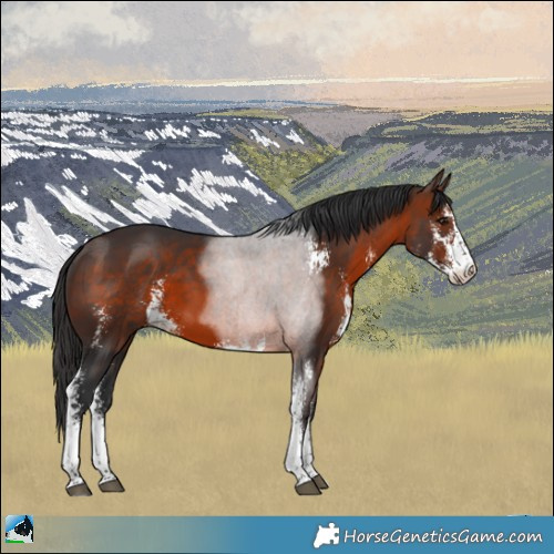 Horse Color:Brown Sabino 