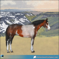 Horse Color:Brown Sabino