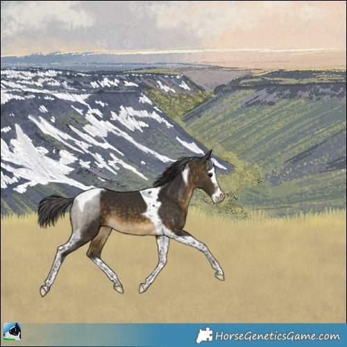 Horse Color:White Spotted Buckskin Splash Tobiano 