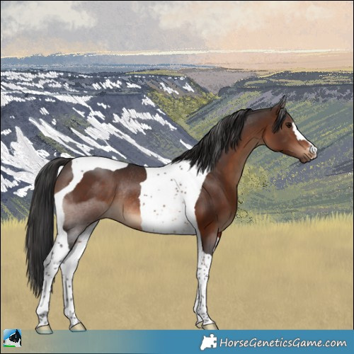 Horse Color:Brown Tobiano Rabicano 