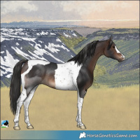 Horse Color:Brown Tobiano Rabicano 