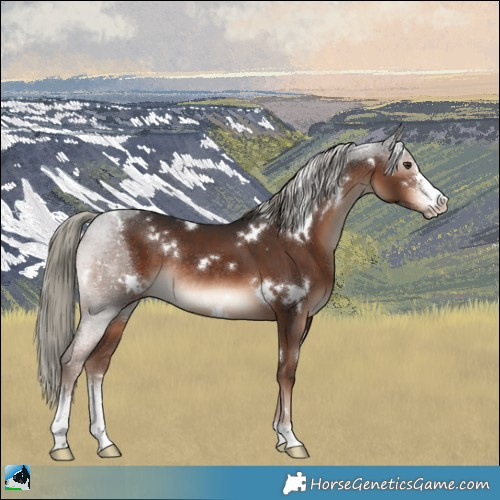 Horse Color:White Spotted Liver Chestnut Mushroom Sabino Rabicano 