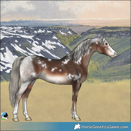 Horse Color:White Spotted Liver Chestnut Mushroom Sabino Rabicano 