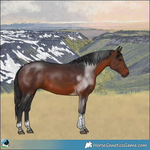Horse Color:Brown Tobiano Rabicano