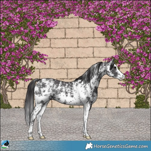 Horse Color:Smoky Black Sabino Rabicano