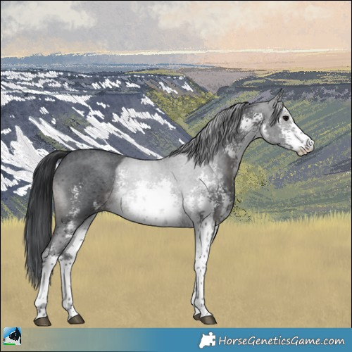 Horse Color:White Spotted Black Sabino Rabicano