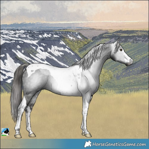 Horse Color:Gray White Spotted Liver Chestnut Tobiano Rabicano