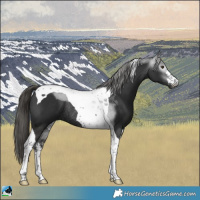 Horse Color:Gray White Spotted Liver Chestnut Tobiano Rabicano 