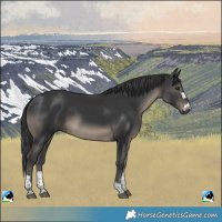 Horse Color:Black 