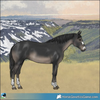 Horse Color:Black 