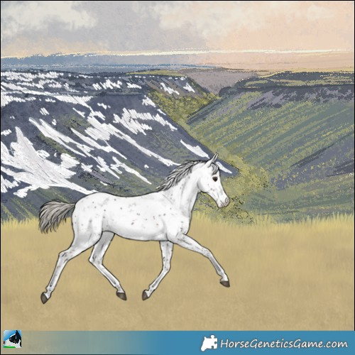 Horse Color:Liver Chestnut Mushroom Sabino Rabicano 