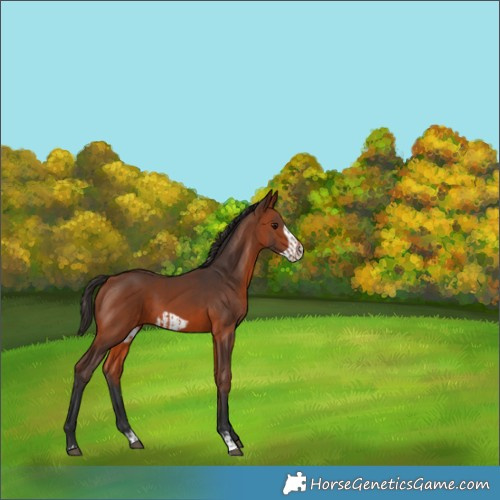 Horse Color:Bay  and Bay Frame 