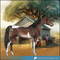Horse Color:Brown Tobiano