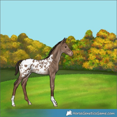 Horse Color:Liver Red Dun Appaloosa 