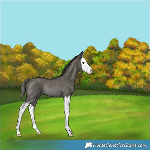 Horse Color:Grullo Splash Appaloosa Rabicano 