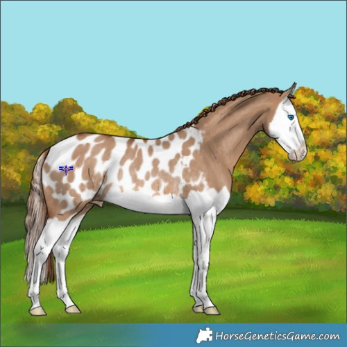 Horse Color:Red Dun Splash Appaloosa Rabicano 