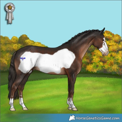 Horse Color:Liver Chestnut Frame Appaloosa 