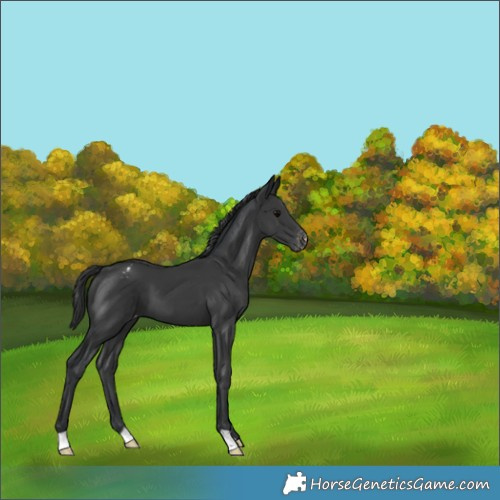 Horse Color:Black Appaloosa 