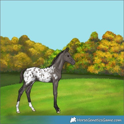 Horse Color:Smoky Grullo Appaloosa 