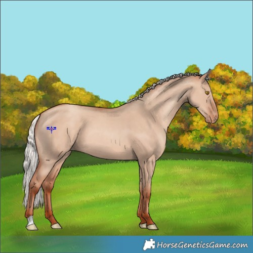 Horse Color:Silver Classic Champagne Dun Varnish 