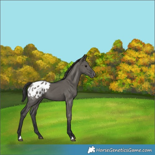 Horse Color:Grullo Varnish 