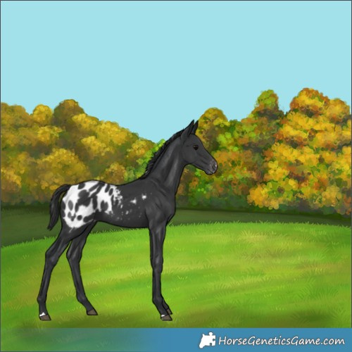 Horse Color:Black Blanket 