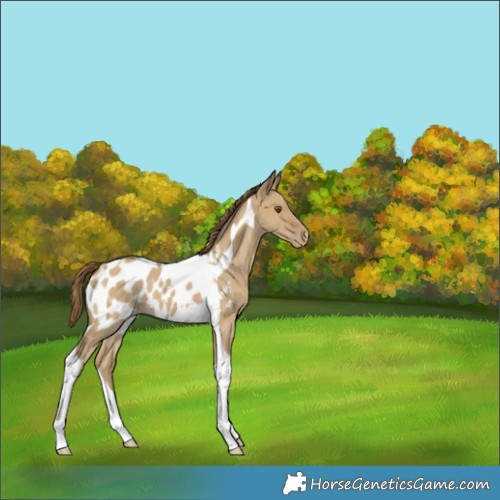 Horse Color:Classic Cream Champagne Dun Tobiano Appaloosa 