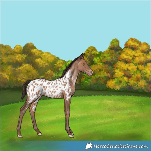Horse Color:Sable Champagne Appaloosa 