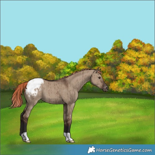 Horse Color:Liver Red Dun Appaloosa Brindle 