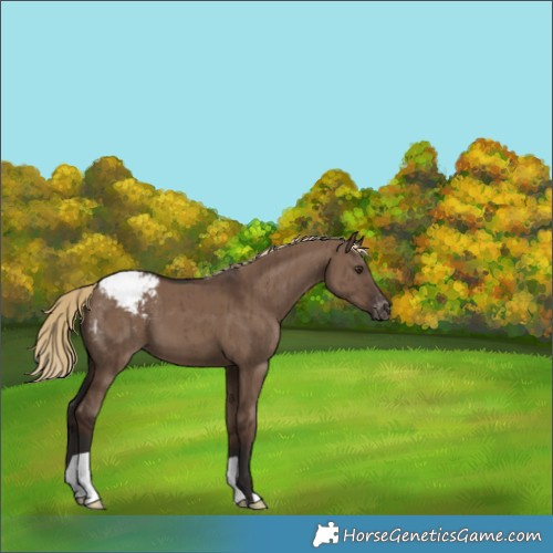 Horse Color:Liver Red Dun Appaloosa Brindle 