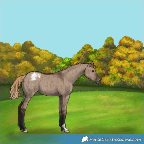 Horse Color:Liver Red Dun Appaloosa Brindle 