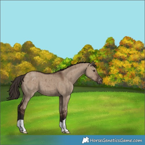 Horse Color:Liver Red Dun Varnish Brindle 
