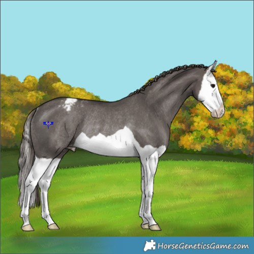 Horse Color:Smoky Grullo Splash Varnish Rabicano 