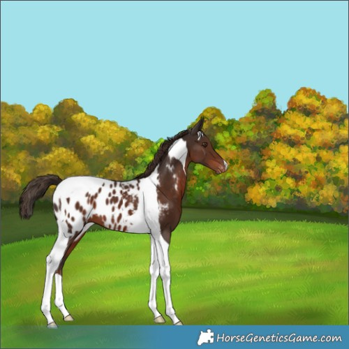 Horse Color:Liver Chestnut Tobiano Blanket 