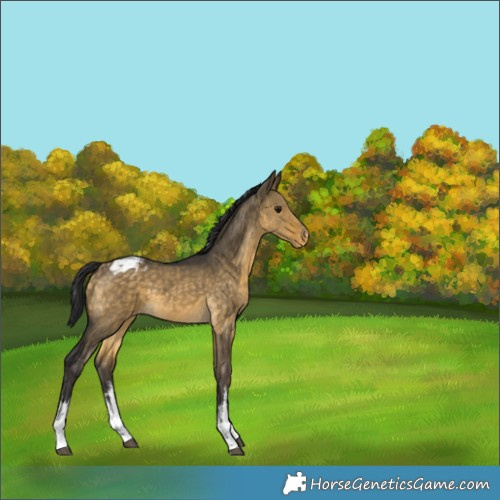 Horse Color:White Spotted Buckskin Dun Varnish 