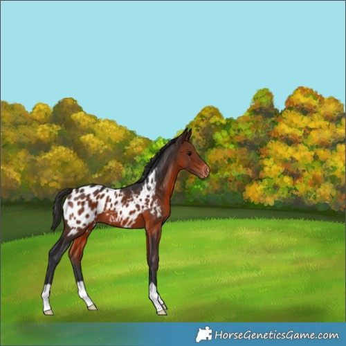 Horse Color:Brown Appaloosa 