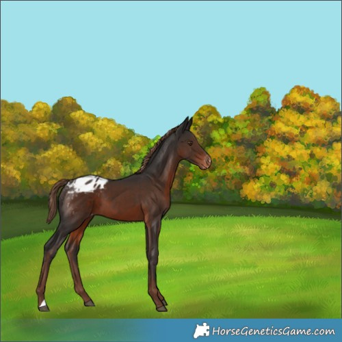 Horse Color:Liver Chestnut Appaloosa 