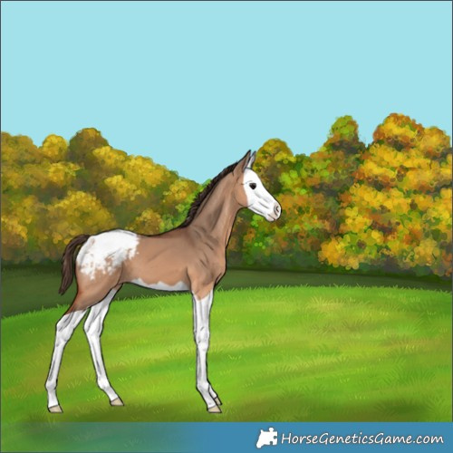 Horse Color:Bay Dun Splash Appaloosa 