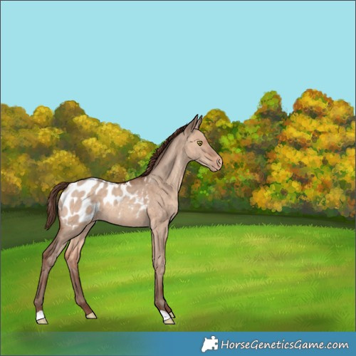 Horse Color:Sable Champagne Dun Appaloosa 