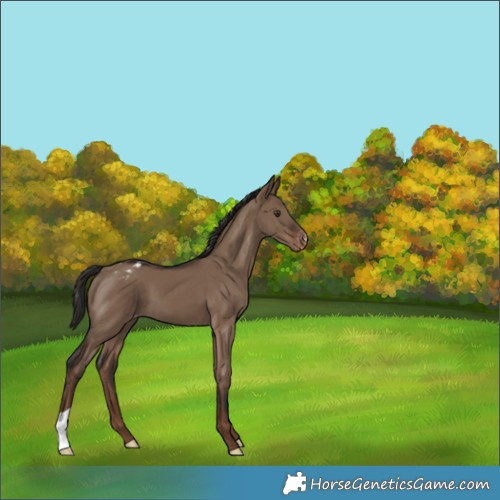 Horse Color:Liver Red Dun Appaloosa 