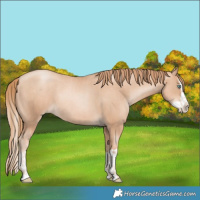 Horse Color:Gold Champagne Pearl Rabicano  and Gold Champagne Pearl Splash Rabicano 