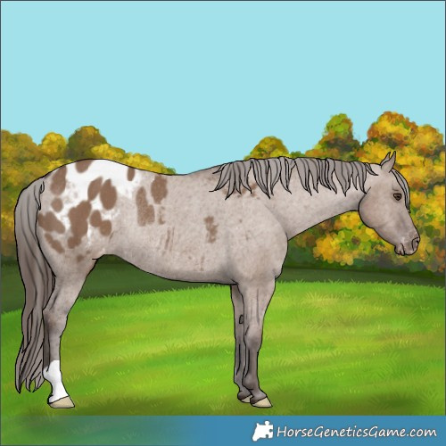 Horse Color:Liver Red Dun Blanket Rabicano 