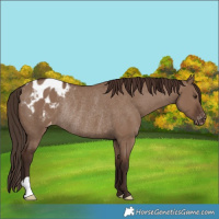 Horse Color:Liver Red Dun Appaloosa Rabicano 