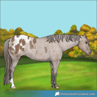 Horse Color:Liver Red Dun Blanket Rabicano 